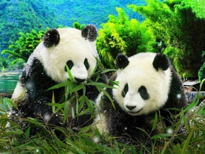 Miniaturbild: Panda-Gemälde AB