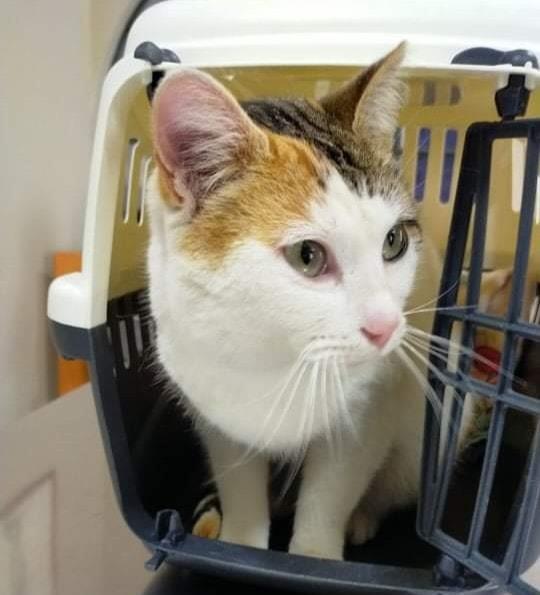 Blanquita (ca. 08/2018)