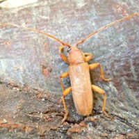 יקרונית הרהיטים