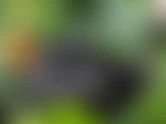 Merry Festival holidays and a Happy New year 2020