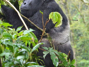 Mountain Gorilla Trekking in Bwindi Impenetrable National Park