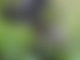 Mountain Gorilla Trekking in Bwindi Impenetrable National Park