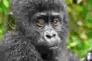 Gorilla permits booking