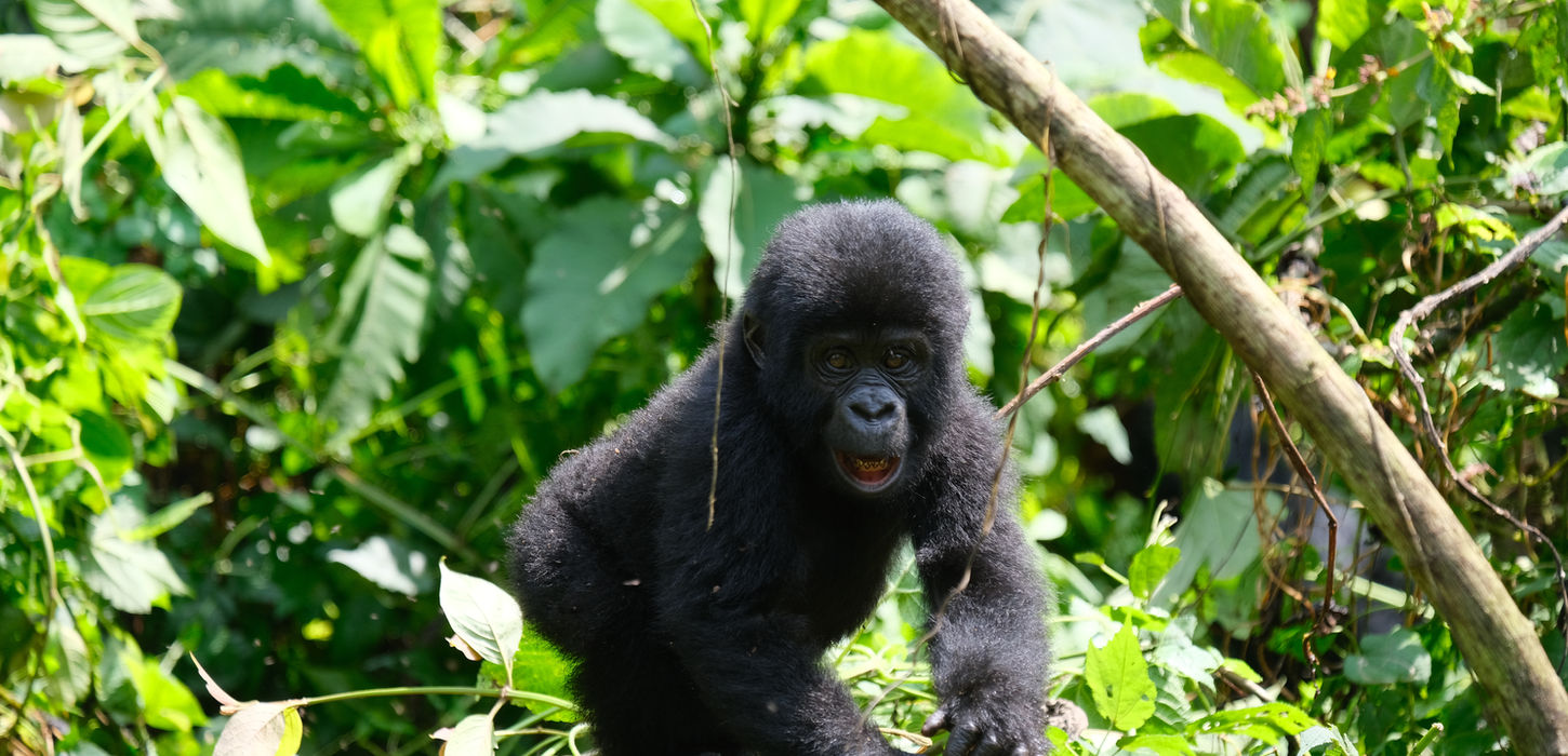 gorilla trekking