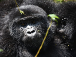 How long does it Take to Trek Mountain Gorillas