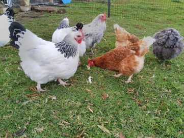 97488991_683765505759103_19140302711291904_n - Copy.jpg