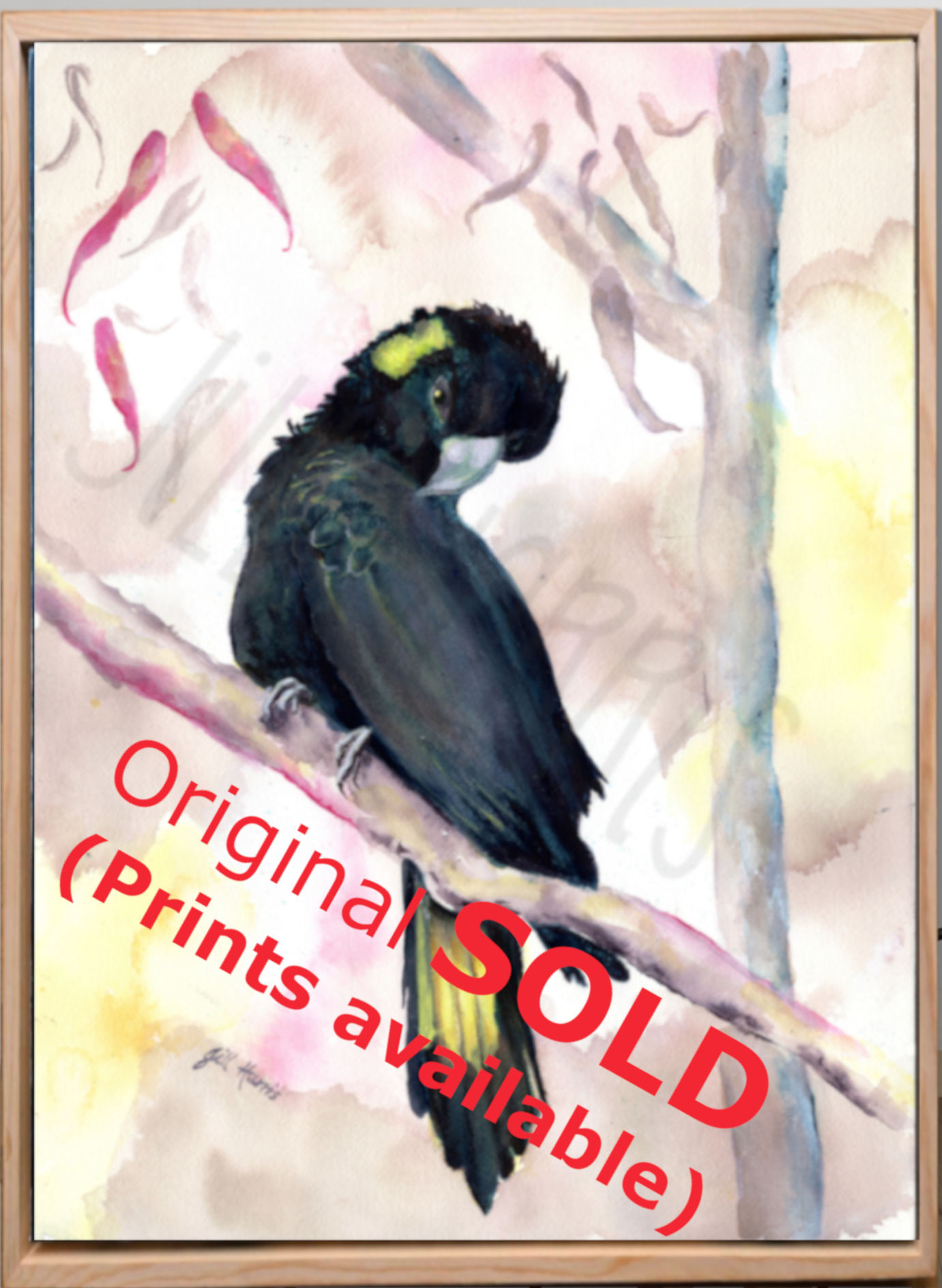 SOLD! Original - Yellow-tailed Black Cockatoo - "Charlotte" is adorable