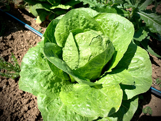 Picking fresh vegetables at our Italian farm.