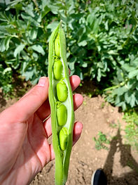 Picking fresh vegetables at our Italian farm