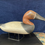 Thumbnail: Upper Bay Canvasback Decoy