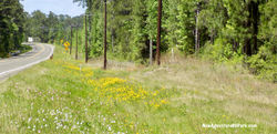 Drive on the Texas Forest Trail