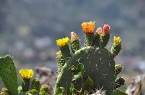 cactus blossoms