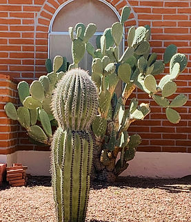 cactus beauty