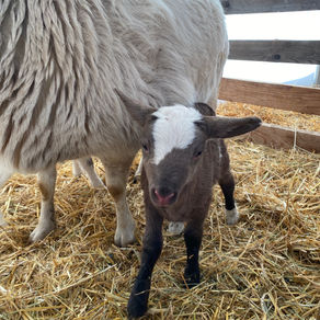 Bred Yearling Ewe $250 - SOLD