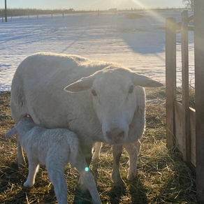 Breeding Stock Ewe $225 - SOLD