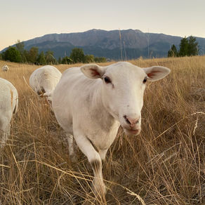 Katahdin Dorper Ewe and Ewe Lambs for Sale - SOLD