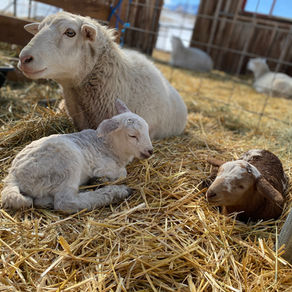 Ewe Lamb $225 - SOLD