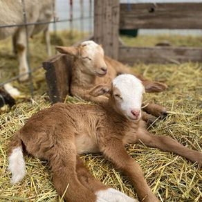 Ewe Lamb $175 - SOLD