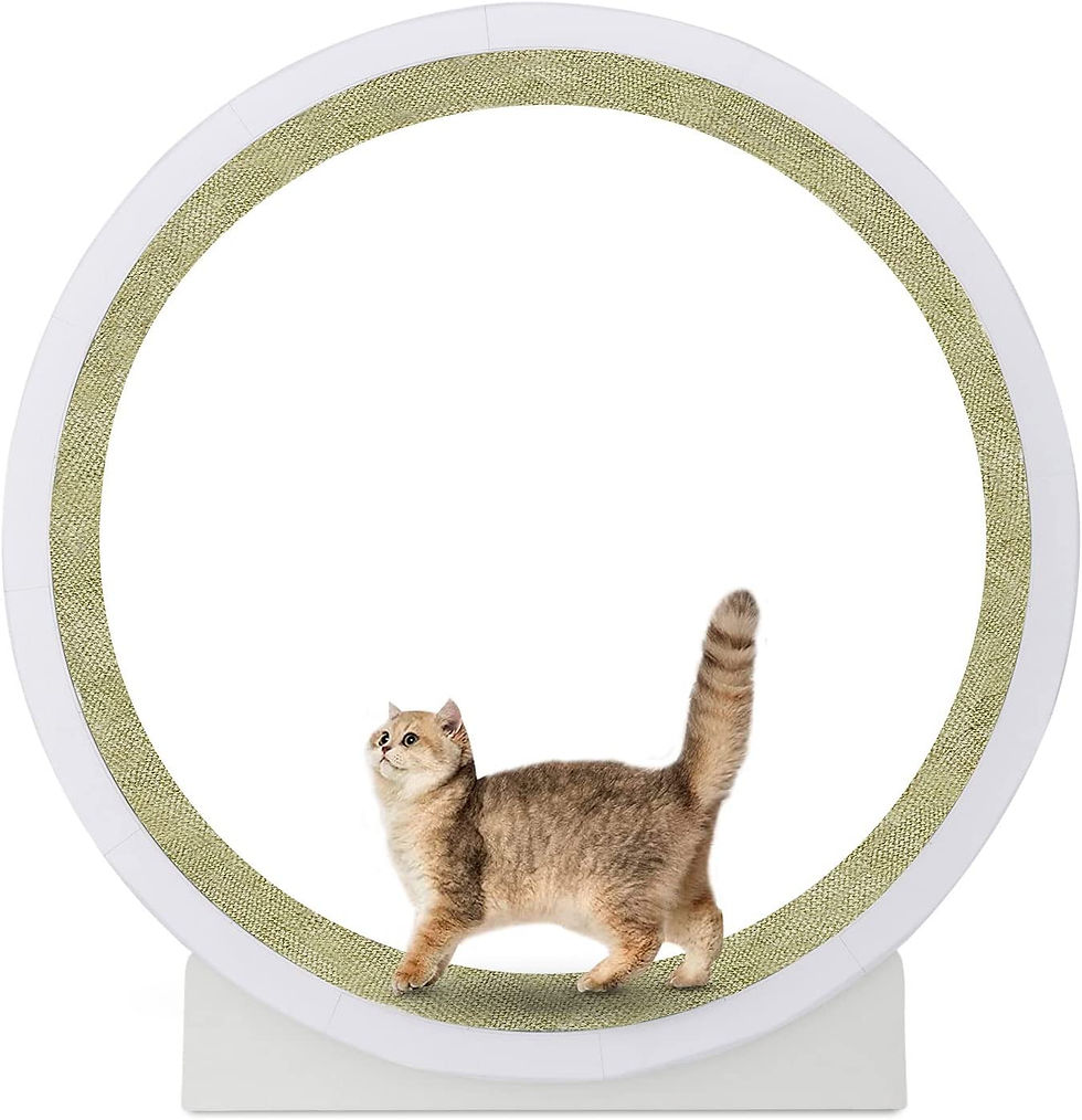 キャットホイール 猫