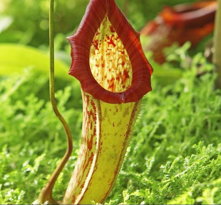 ree