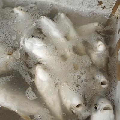 ezgif.com-gif-maker (1).gif