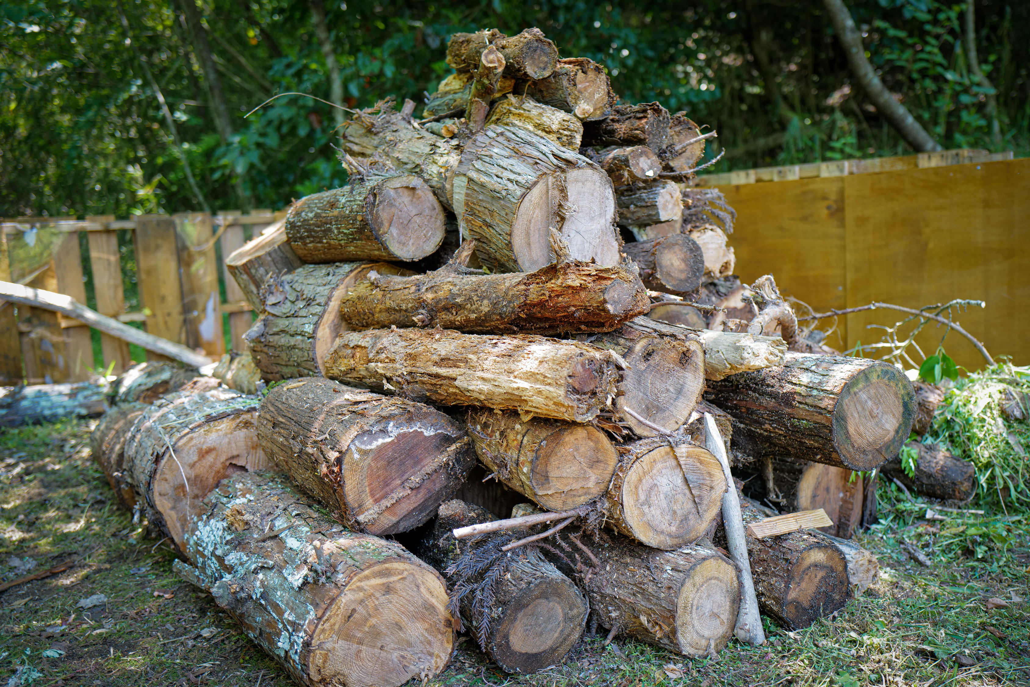 The trees piled up in the middle will be a home for the creatures.