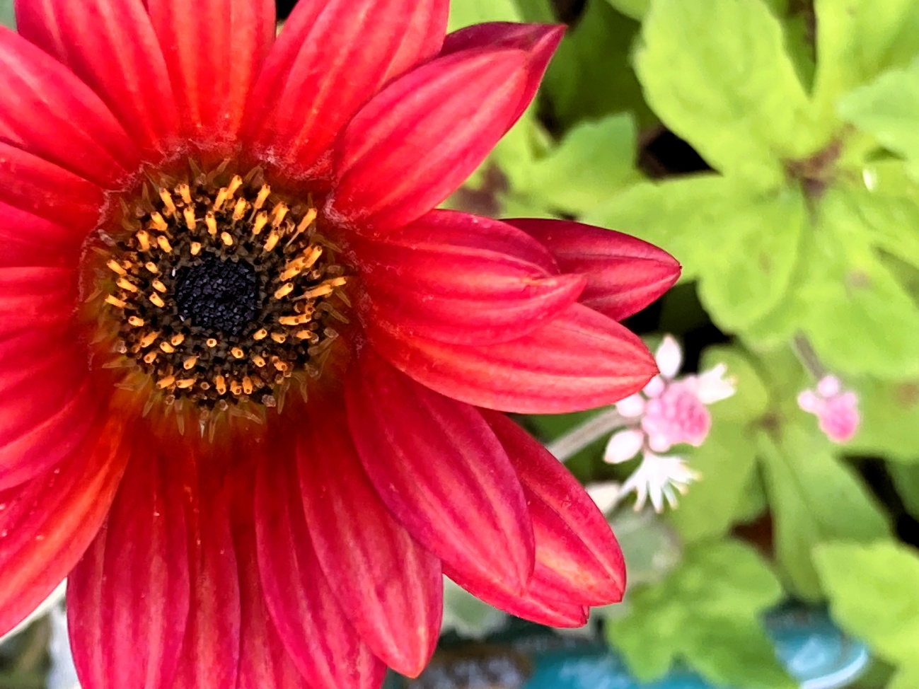 アークトチス プルミエ カーネリアン オレンジの花 キク科