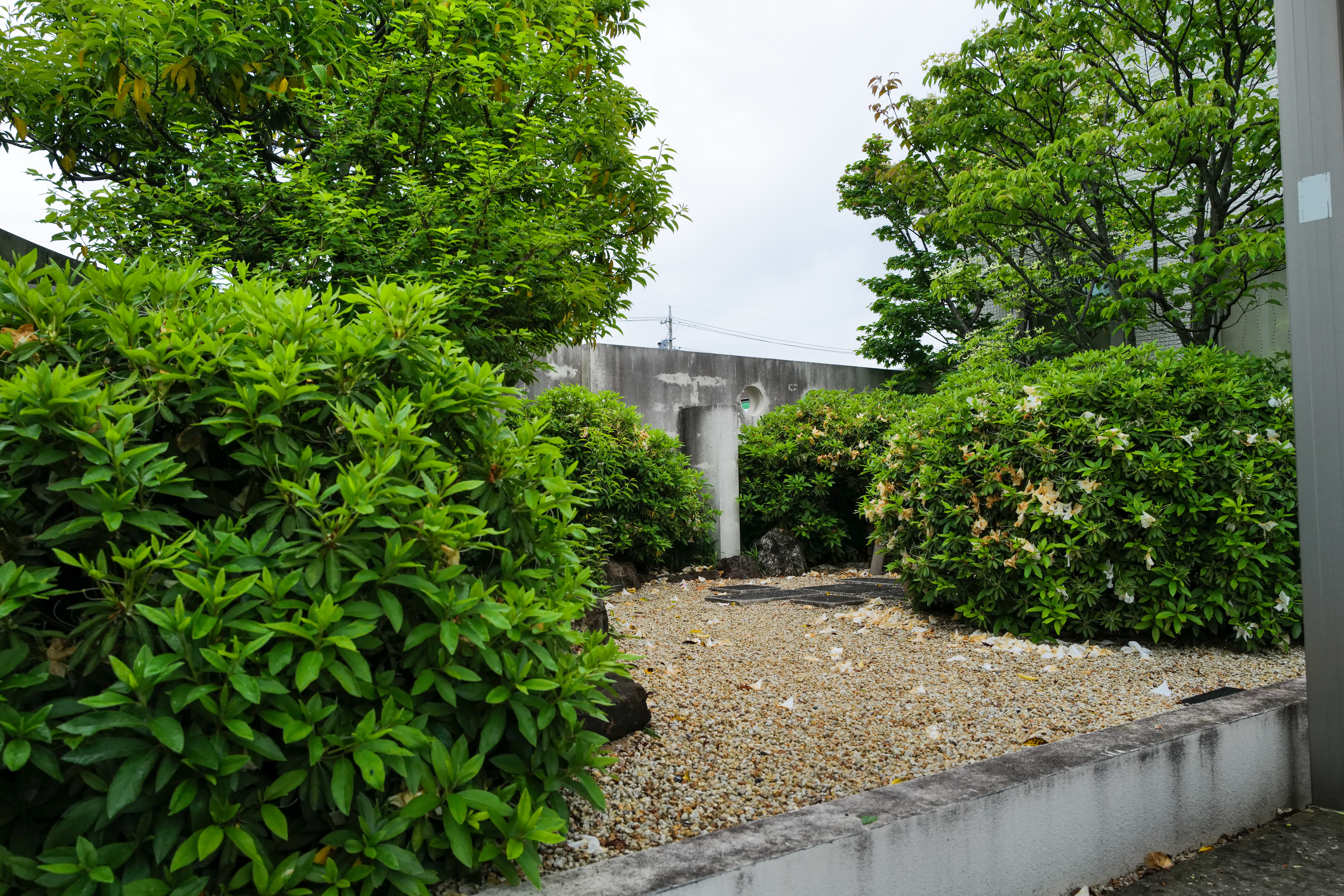 Full view of stone and gravel garden with dense azalea planting at Okinaka Clinic
