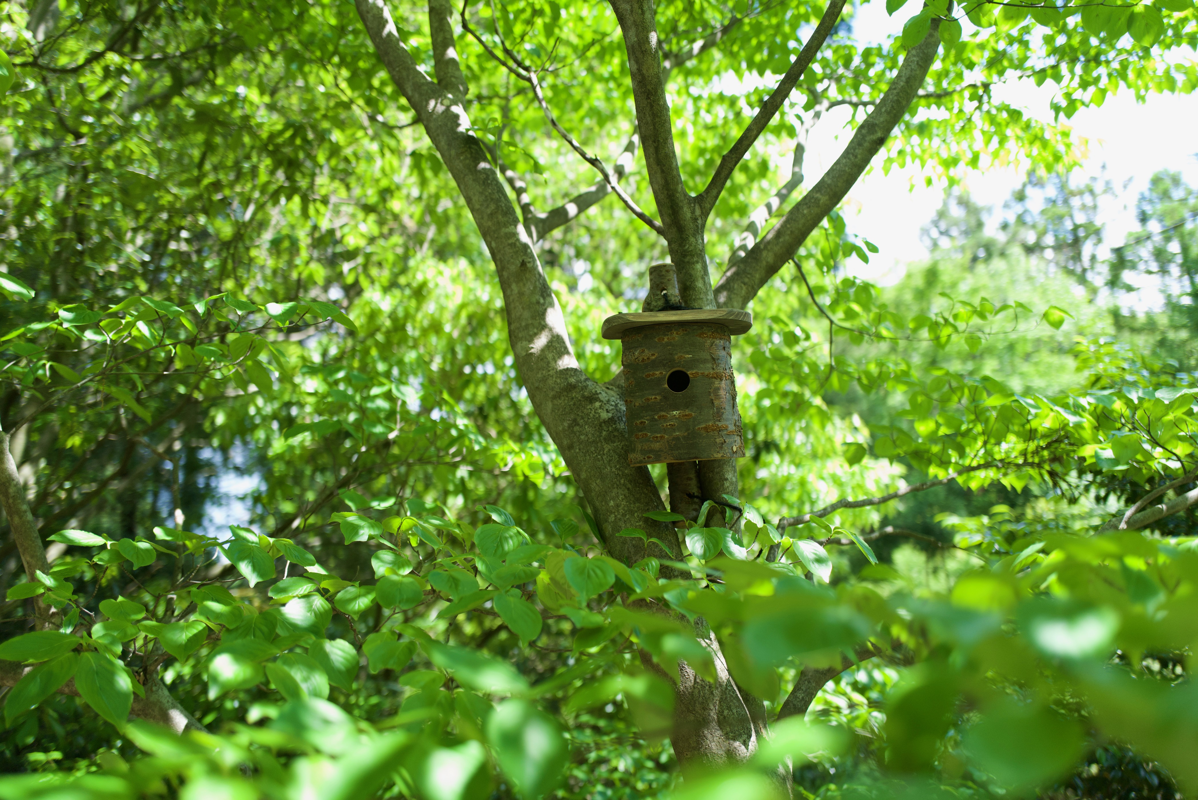 Artificial nest cave (jinko sudoana) installation for biodiversity-enriching garden management in Mie Prefecture