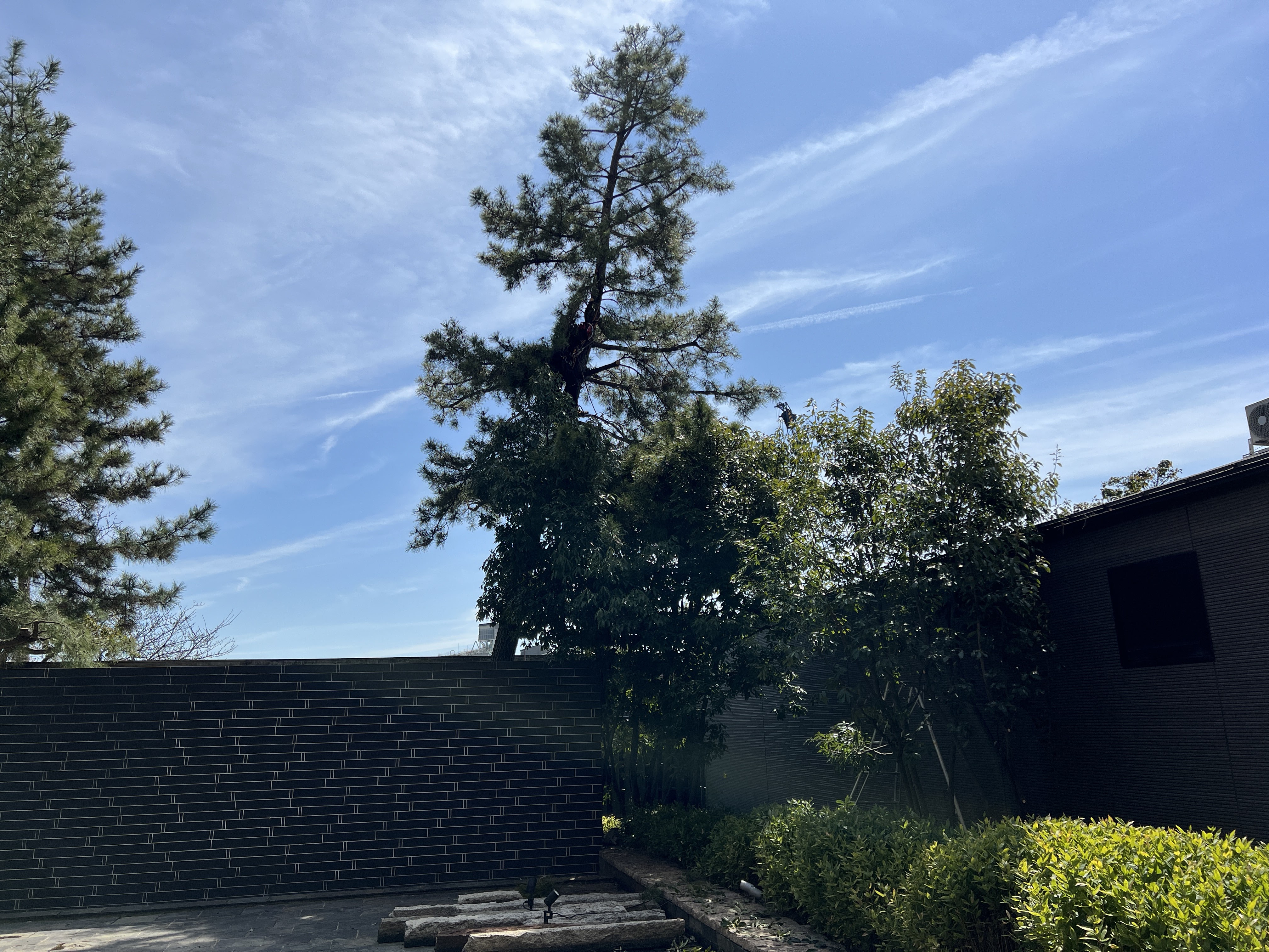 剪定後の高木松・樹形が整った状態