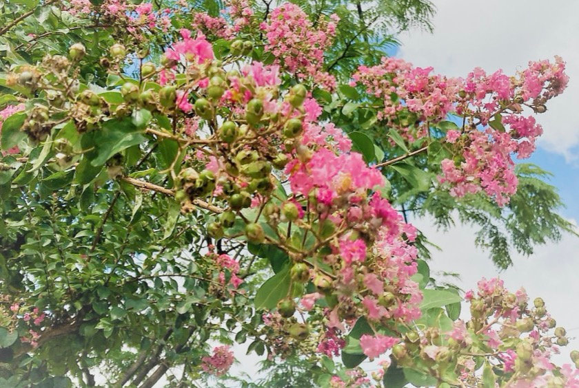 百日紅。夏から秋まで100日咲く花「サルスベリ」剪定屋空