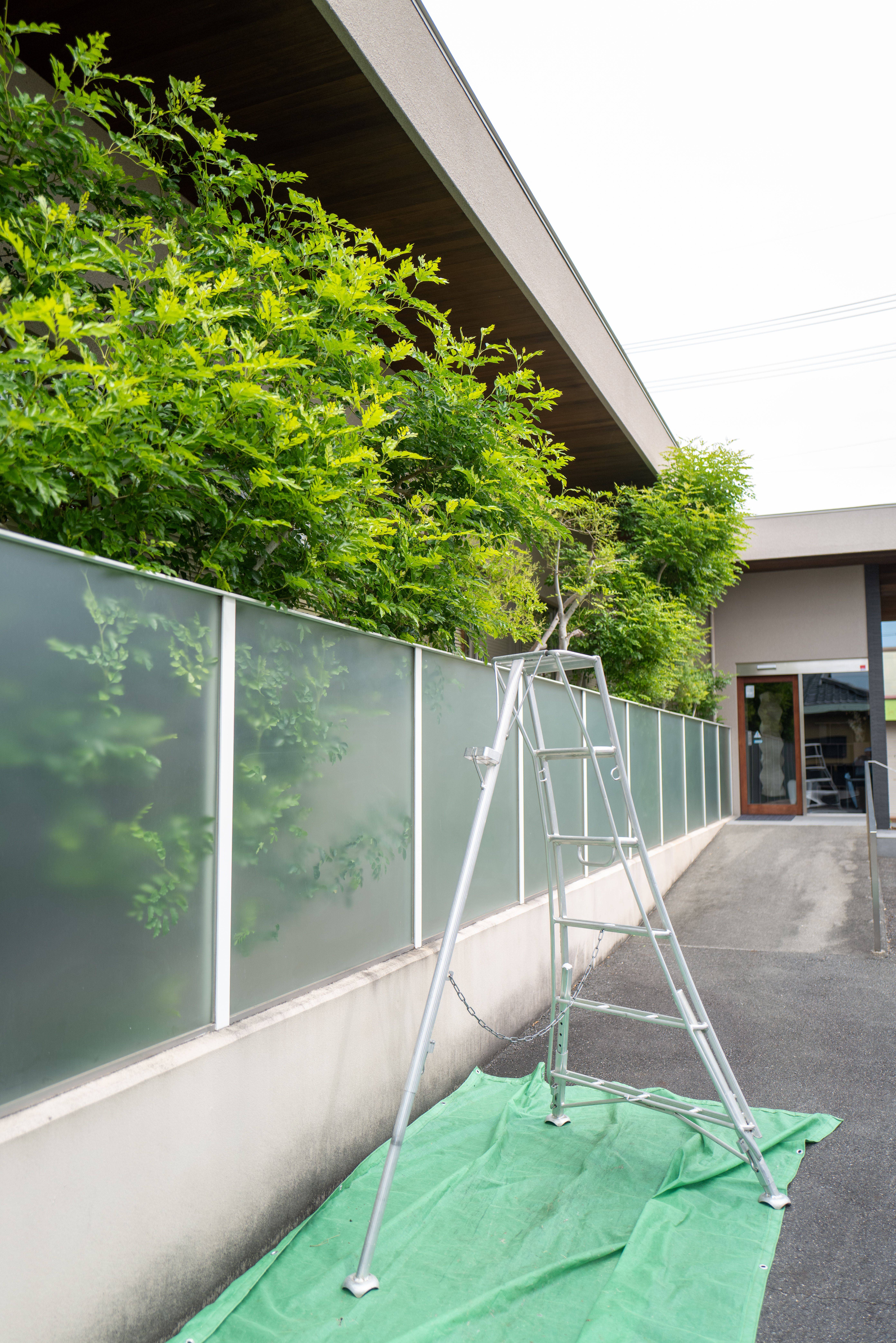 シマトネリコ 剪定作業中