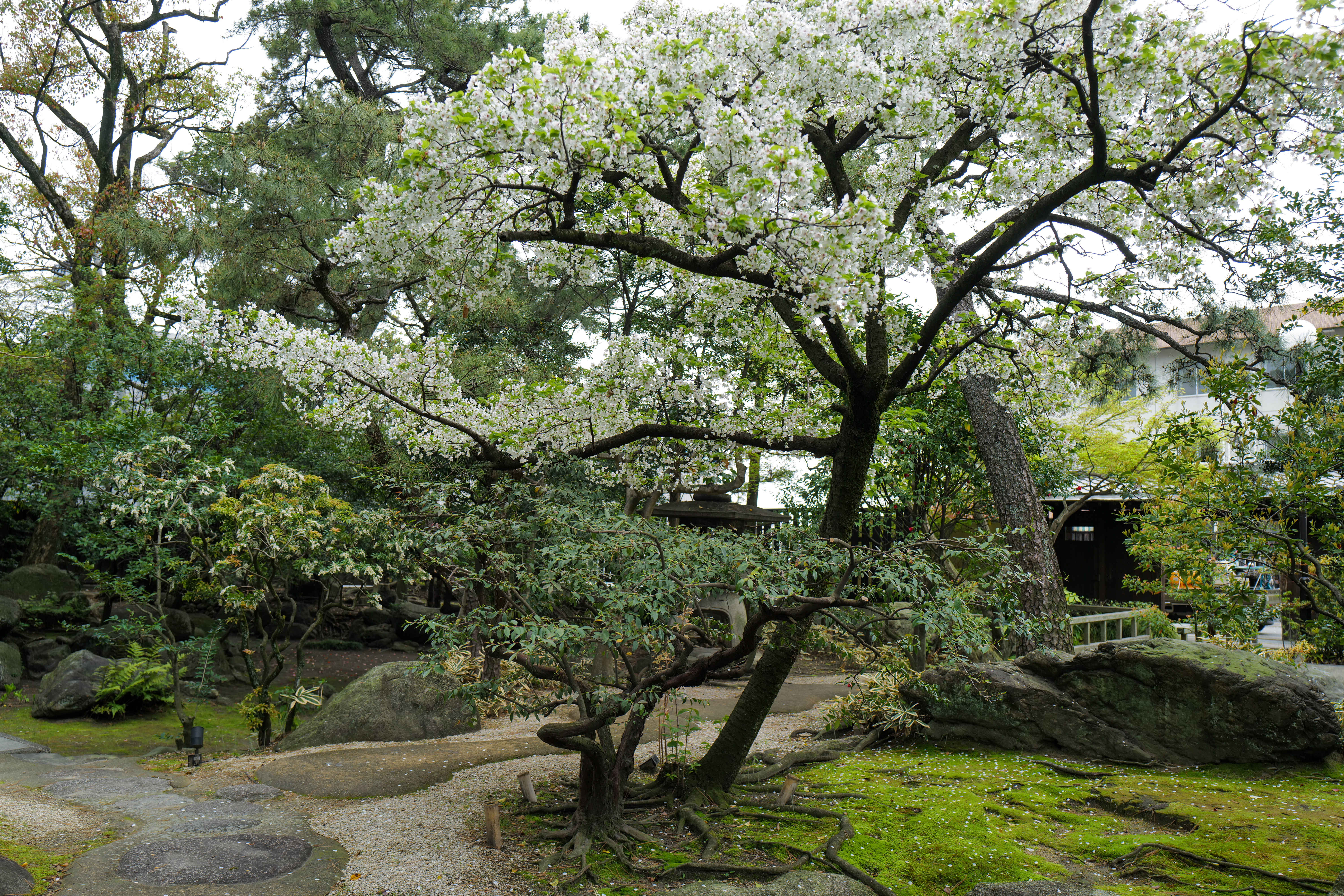 アルビノのひこばえ桜に花が咲いた！？オオシマザクラの記録