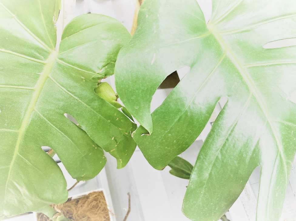 Monstera as a Natural Humidifier — Japan's Winter Relationship With Indoor Plant