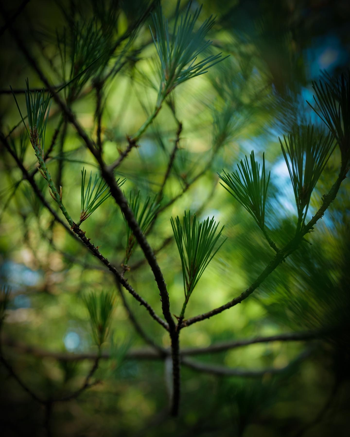 How to eat and enjoy pine trees