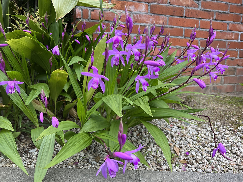 四日市市 尾上別荘 シラン開花 剪定屋空