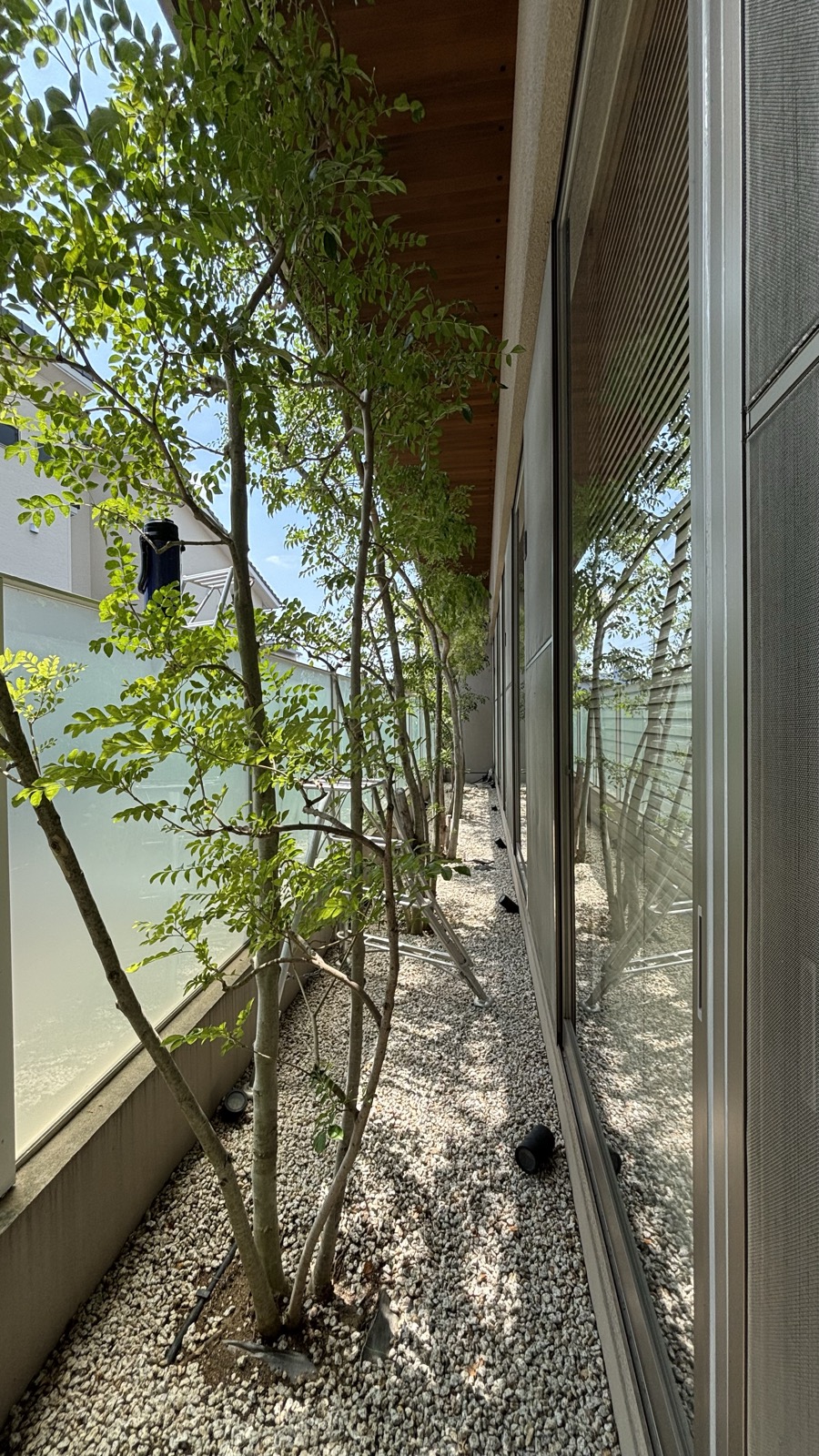 作業前 建物と塀の間の細い通路に植えられたシマトネリコの株立ち