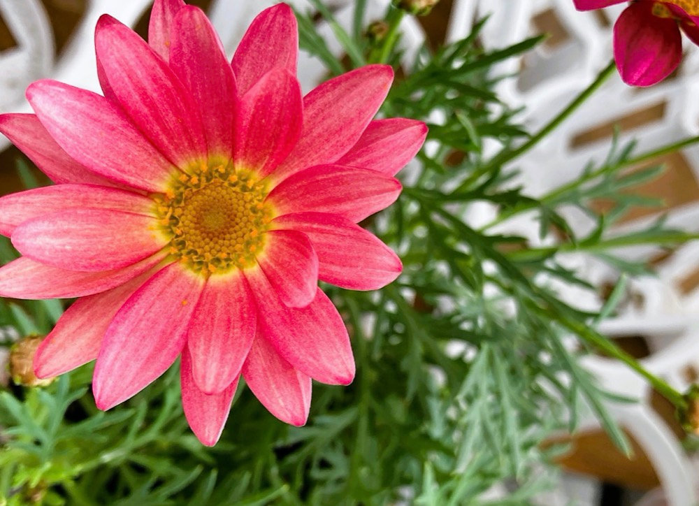 白からピンクに。変化する花色が魅力「PWマーガレット シンプリー