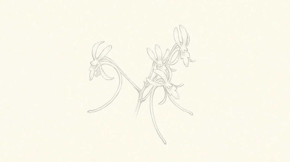 Pencil sketch of Neofinetia falcata flowers showing the long curved nectar spurs