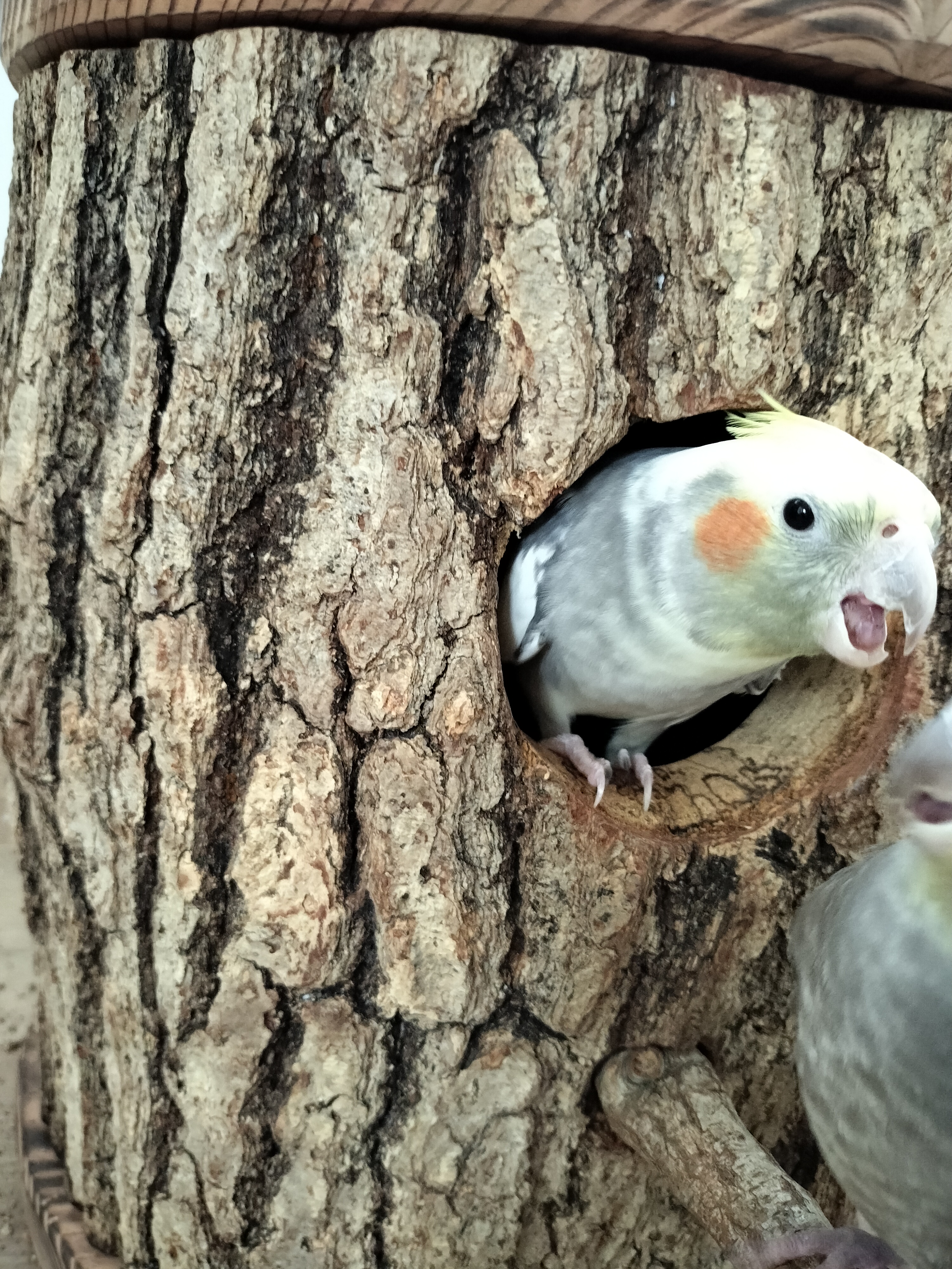Cockatiel looking out from entrance hole of the custom hollow log nest box — accepted immediately on delivery