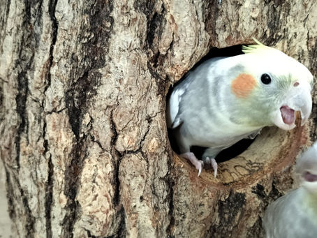 オカメインコ手作り巣箱完成 コナラの丸太から仕上げたオーダーメイド品
