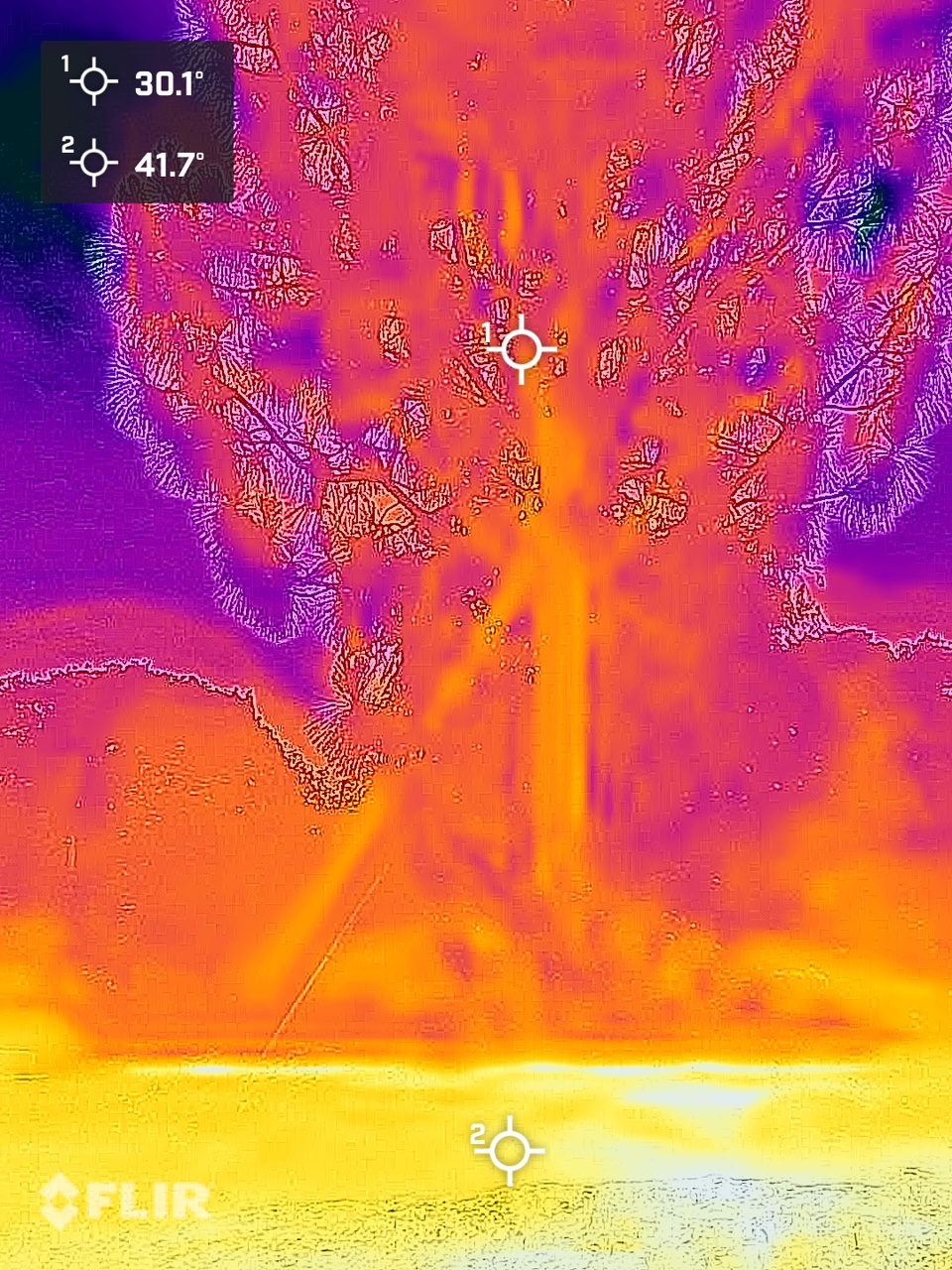 Thermal imaging of a pine tree showing cooler interior cavity temperatures compared to the outside environment