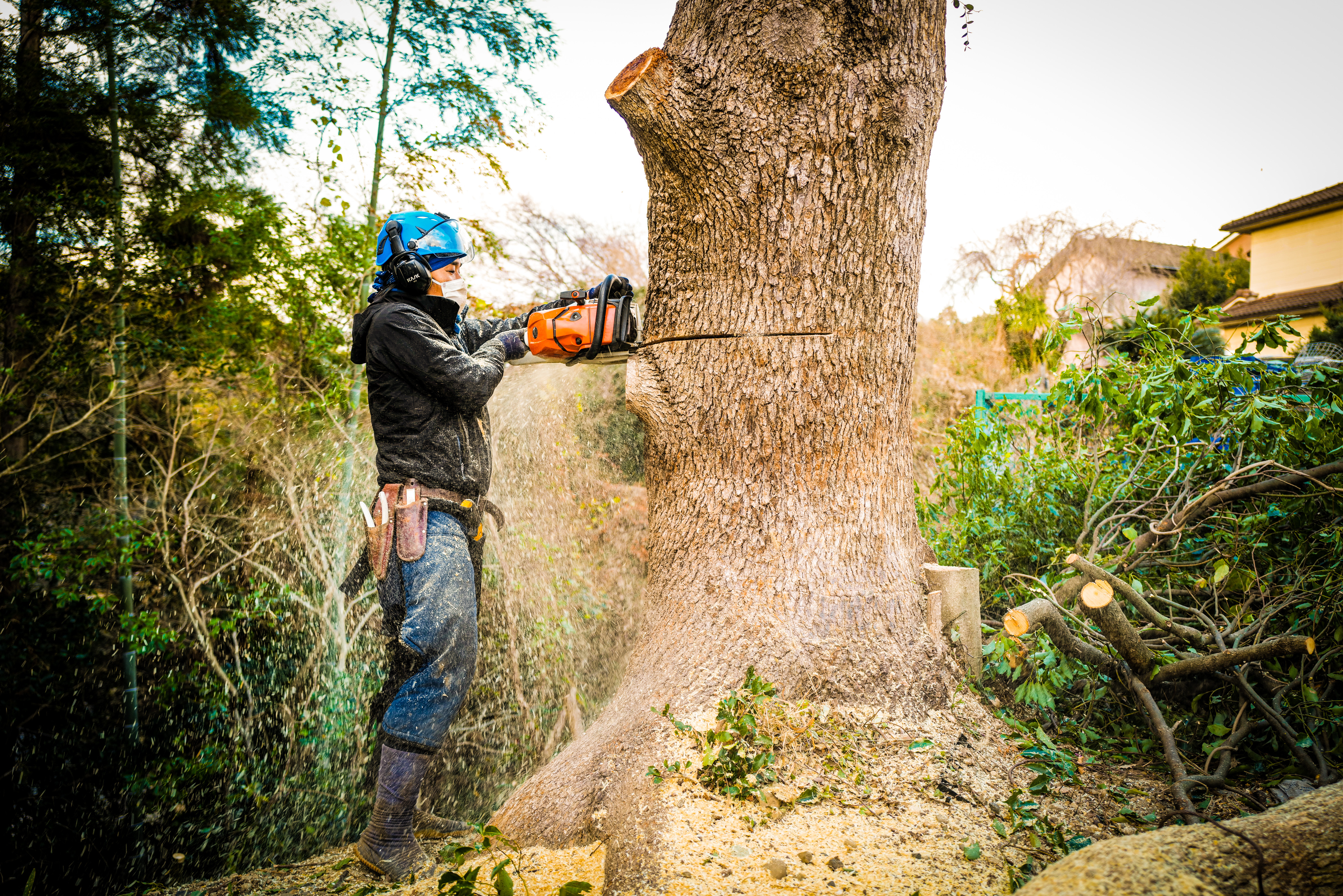 Mie Prefecture Logging