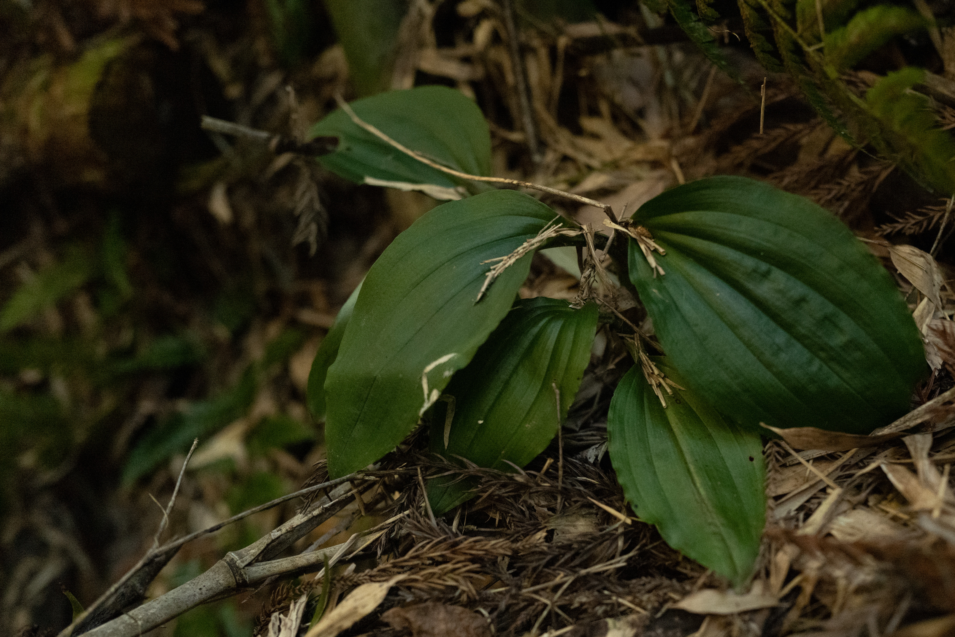 Cremastra appendiculata (Kokoran orchid) in Mie Prefecture stream habitat