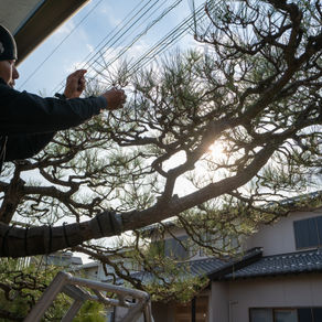 松は千歳を契り、竹は万歳を契る