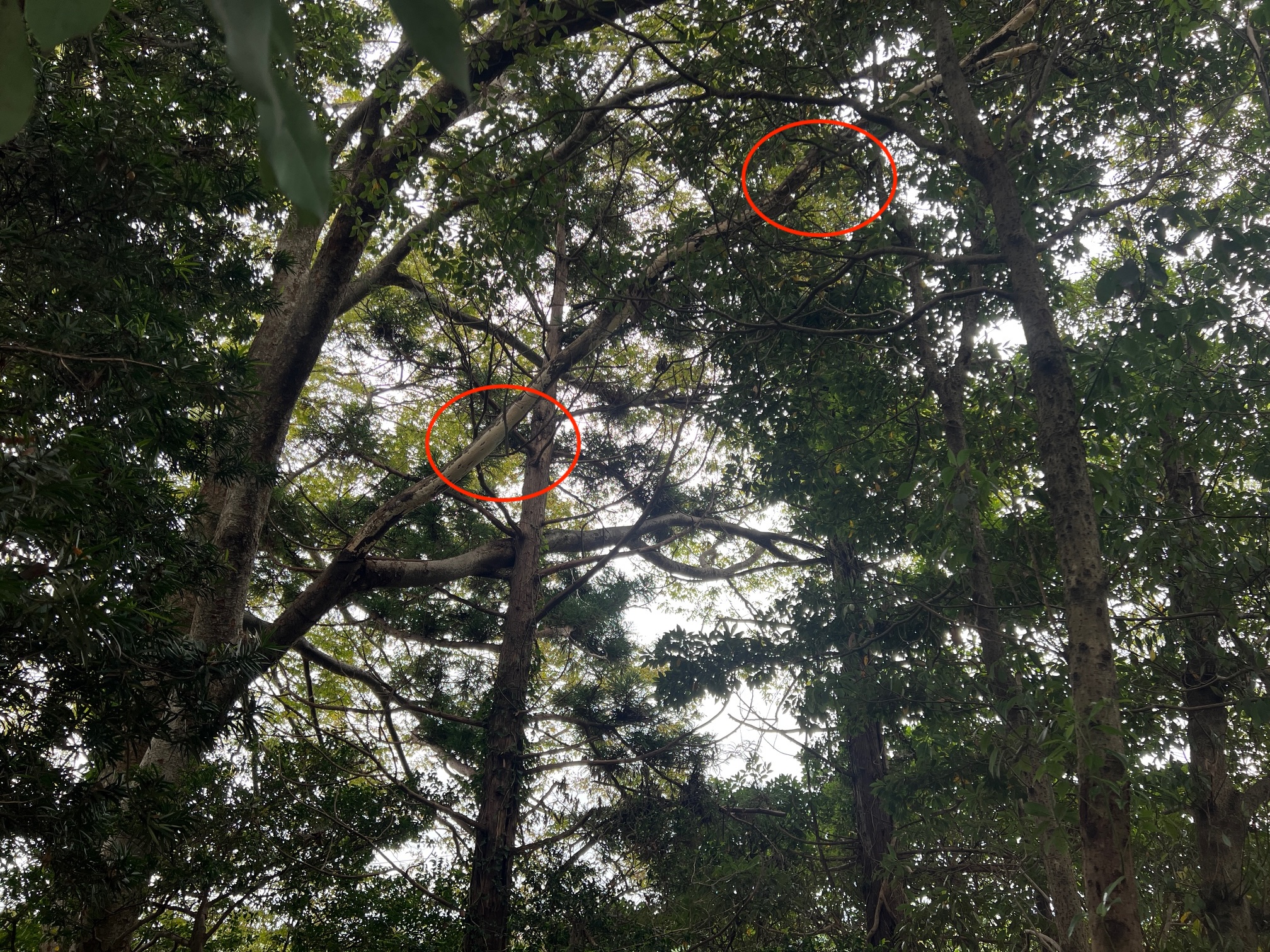 園庭や学校の森でできること