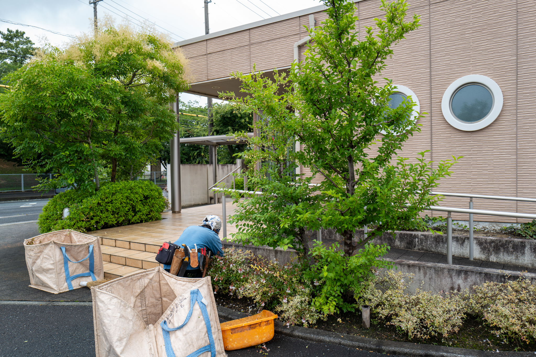 さくらじま内科様 玄関前の除草作業