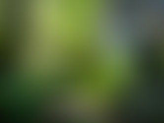 庭の木を切ると不幸になる!?その理由は?その前に大事な事