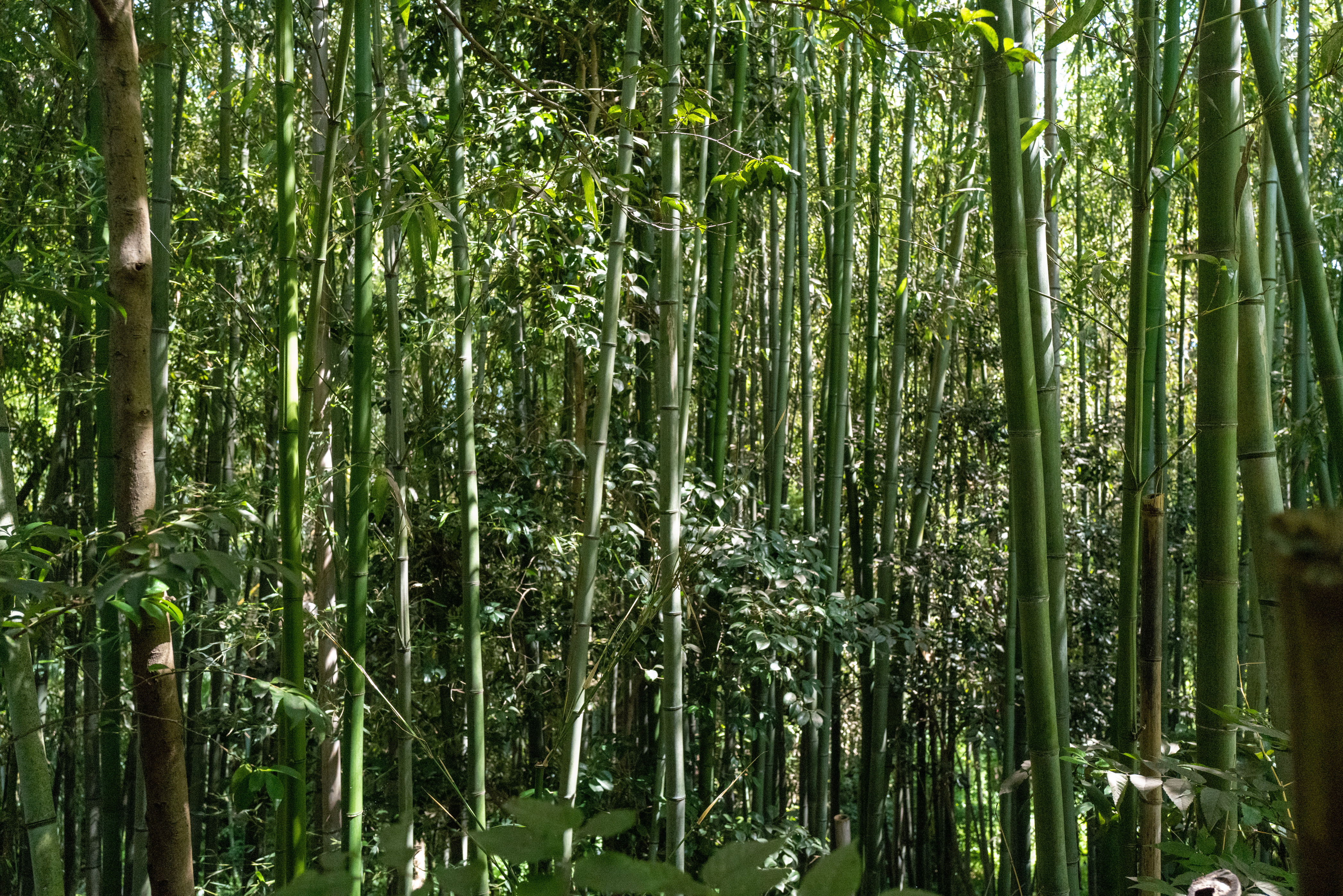 White native wildflower blooming inside the bamboo forest, indicating early signs of vegetation recovery