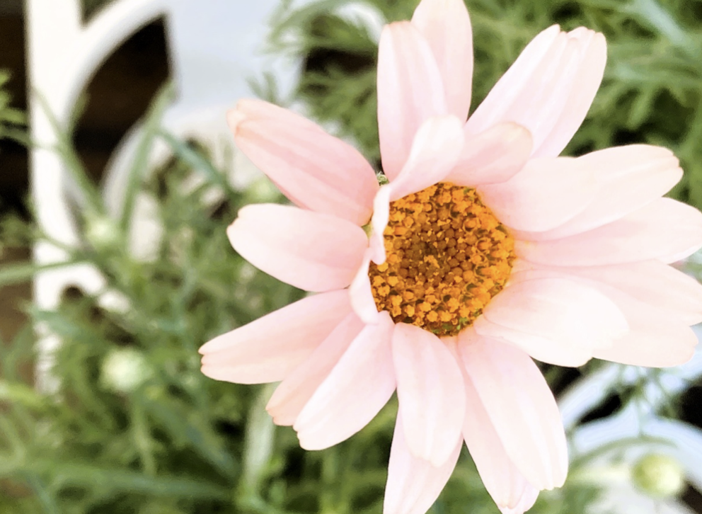Rhodanthemum Apricot Jam in bloom, soft apricot colored spring flower Japanese garden